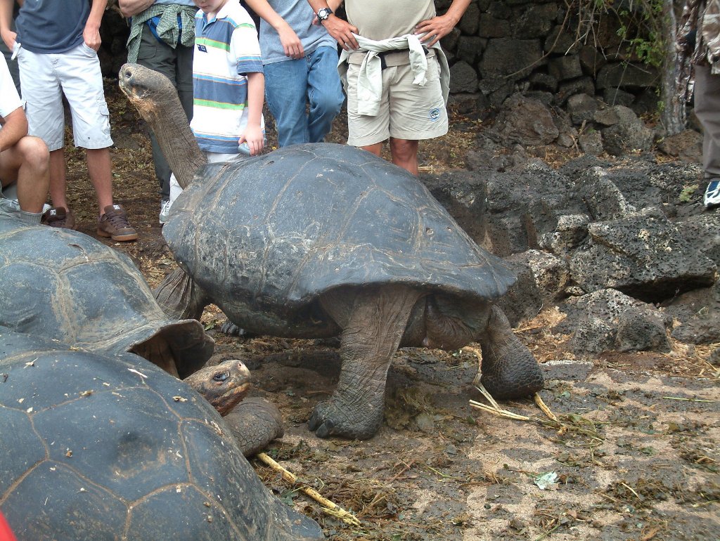 04-The big Galápagos Turtle.jpg - The big Galápagos Turtle